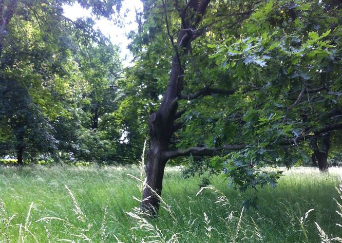 The City of London Cemetery Grassy location with trees.